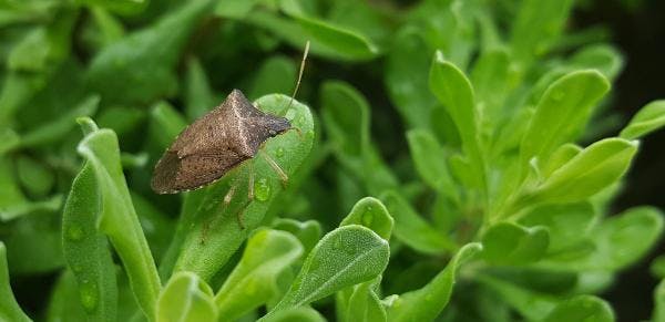 stink bug